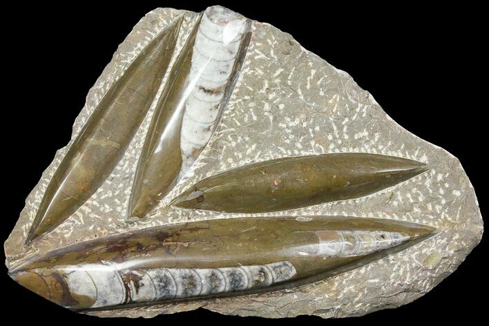 Polished Fossil Orthoceras (Cephalopod) Plate #104631